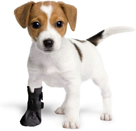 amazon dog socks|protective surgical socks for dogs.